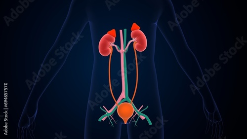 human urine kidney stone anatomy. 3d illustration