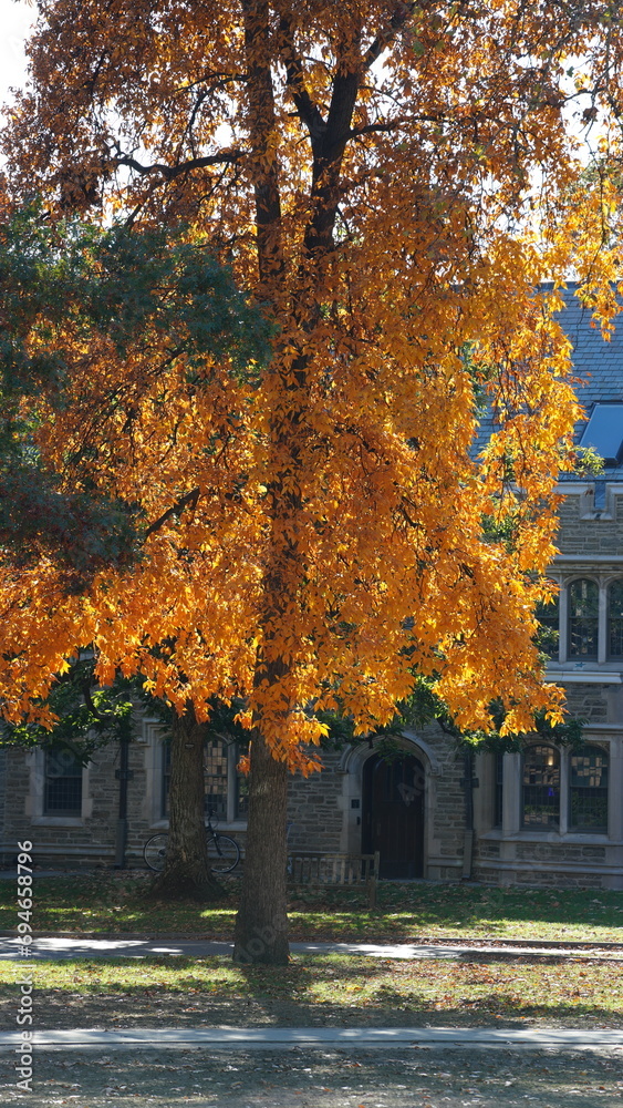 Naklejka premium The colorful and beautiful leaves on the trees in autumn