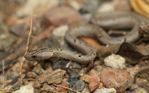 common mock viper on forest ground photo