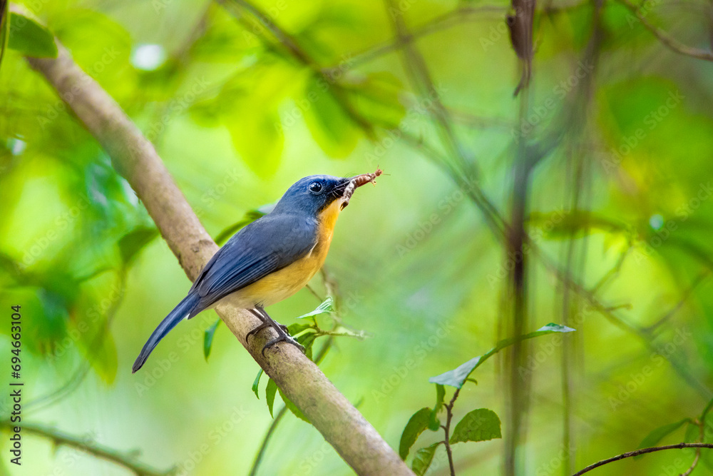 blue flycatcher on a branch blue flycatcher on a branch