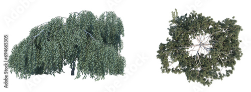 Tree with hanging branches front top view png alpha channel photo