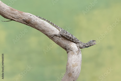 A flying dragon is sunbathing before starting its daily activities. This reptile has the scientific name Draco volans. Selective focus with natural background.