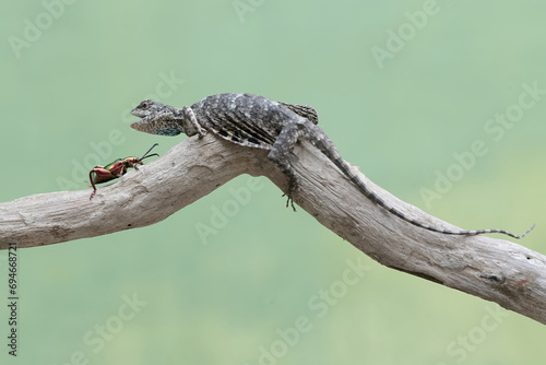 A flying dragon is ready to prey on a frog leg beetle. This reptile has the scientific name Draco volans. Selective focus with natural background.