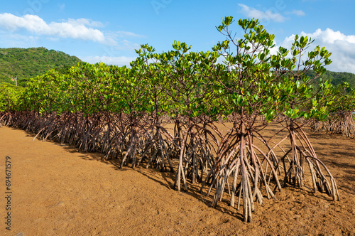 Lush green mangroves in single file with roots in the dry sands at low tide. Iriomote Island.