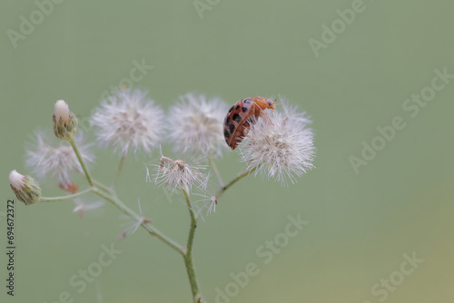 A ladybug is foraging on wildflowers. This small insect has the scientific name Epilachna admirabilis.