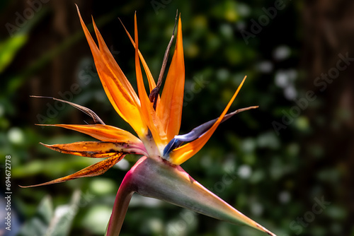 Bird of Paradise