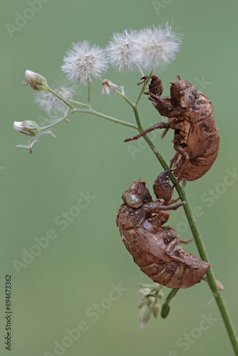 The remaining skins from the molting process of two evening cicadas are stuck to the leaves. This insect has the scientific name Tanna japonensis. photo