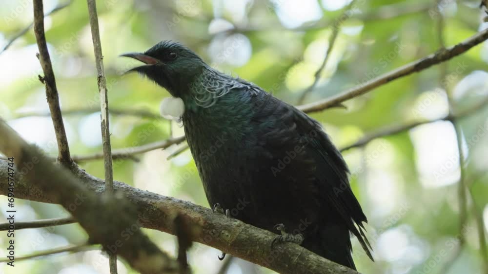 Tui Bird Perching On The Tree Branch In Wellington, New Zealand - Close Up Tui Bird Perching On The Tree Branch In Wellington, New Zealand - Close Up