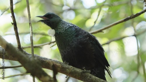 Tui Bird Perching On The Tree Branch In Wellington, New Zealand - Close Up photo