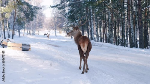 A deer walks along the highway during the day in winter