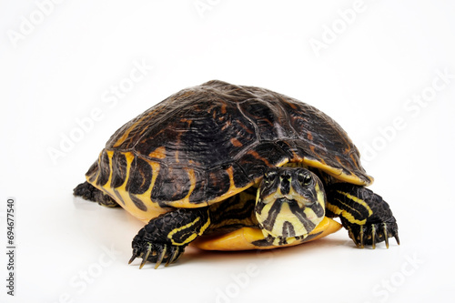 Gelbwangen-Schmuckschildkröte - Weibchen // Yellow-bellied slider - female (Trachemys scripta scripta)  photo
