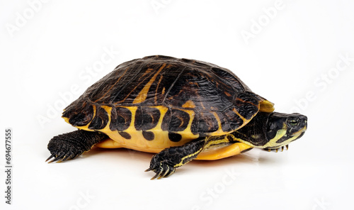 Yellow-bellied slider - female // Gelbwangen-Schmuckschildkröte - Weibchen (Trachemys scripta scripta)  photo