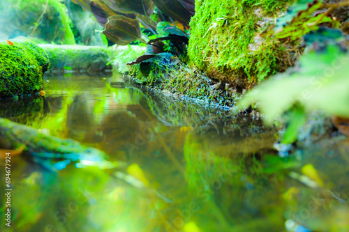 Small streams and stone covered with moss