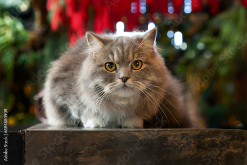 gray silver tabby british longhair cat sitting on black wooden table in fern garden in afternoon sunlight looking at the camera photo