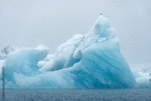 La sterne sur l'iceberg photo