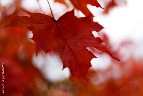 Red maple leaves in the fall on a blurred background