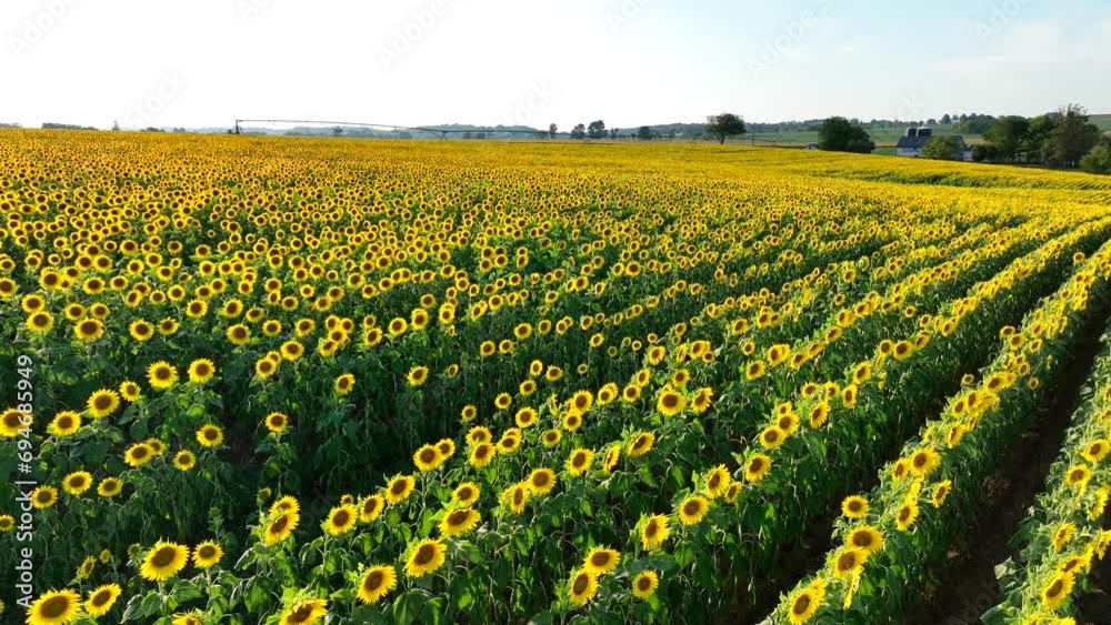 Sunflower field in bloom on American farm at sunset. Aerial view of yellow flowers during golden hour. Sunflower field in bloom on American farm at sunset. Aerial view of yellow flowers during golden hour.