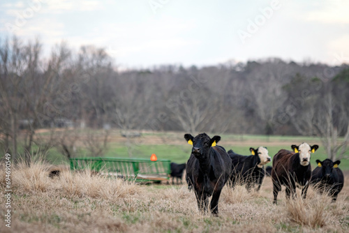 Beef cattle in Alabama winter pasture