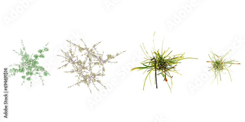  Artemisia Vulgaris,grass top view for landscape plan and architecture layout photo
