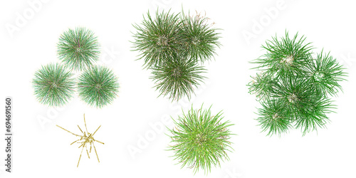 Ammophila arenaria Lolium perenne Festuca in the forest  top view  area view  isolated on transparent background  3D illustration  cg render