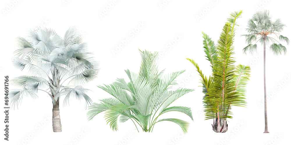 Jungle Livistona merrillii,Chamaedorea cataractum,Raphia farinifera,Bismarckia nobilis  shapes cutout 3d render