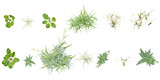 Phalaris arundinacea,Urtica dioica ,Plantago maior,Phalaris arundinacea  collection of top view isolated on transparent background