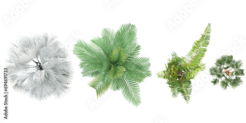 Jungle Livistona merrillii,Chamaedorea cataractum,Raphia farinifera,Bismarckia nobilis shapes cutout 3d render from the top view photo