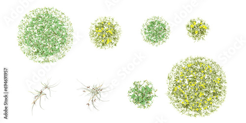 set of Bolboschoenus maritimus,simple grass rendered from the top view, 3D illustration, for digital composition, illustration, 2D plans, architecture visualization