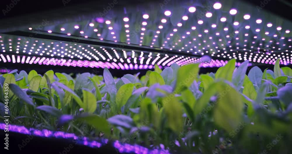 Vertical Farming Rack with Green Spinach Growing in a Hydroponics ...
