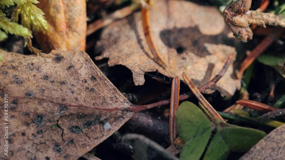 A tick crawling along the forest floor and looking for its prey A tick crawling along the forest floor and looking for its prey