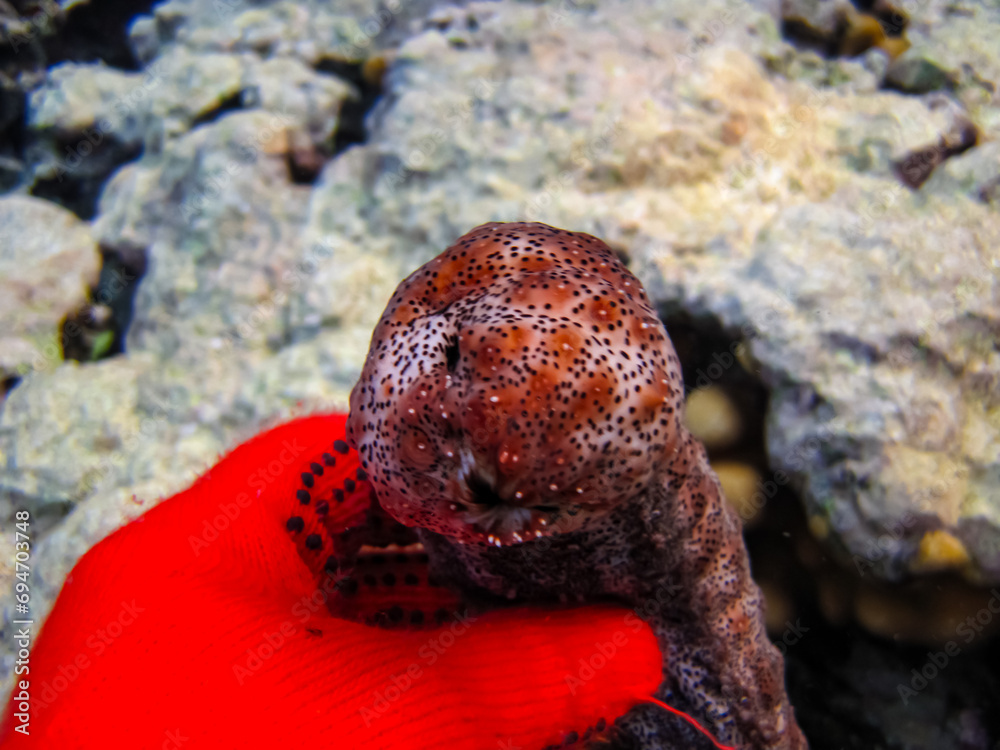 Pearsonothuria in a Red Sea coral reef Pearsonothuria in a Red Sea coral reef
