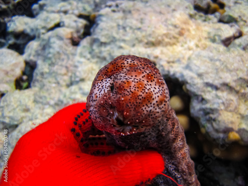 Pearsonothuria in a Red Sea coral reef photo