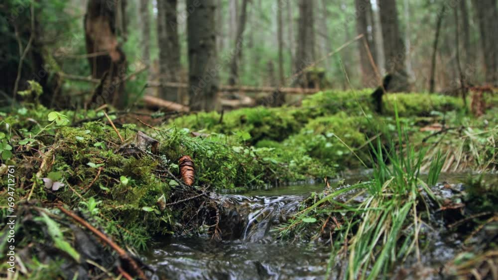 Spring forest stream in closeup Spring forest stream in closeup