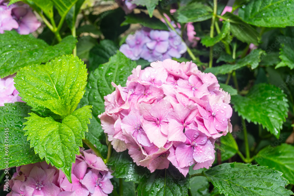 Bigleaf hydrangea Bigleaf hydrangea