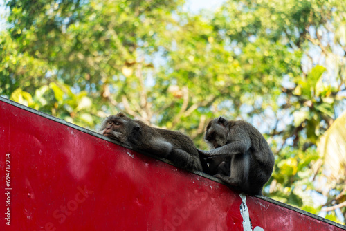 Portrait of monkeys helping to each other to clean their fur