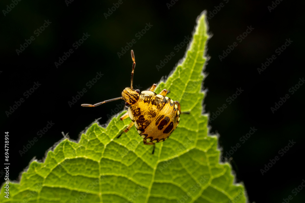 The stinkbug family insects inhabit wild plants The stinkbug family insects inhabit wild plants