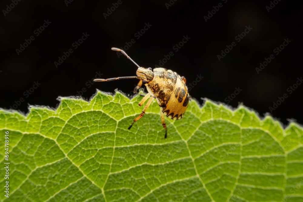The stinkbug family insects inhabit wild plants The stinkbug family insects inhabit wild plants