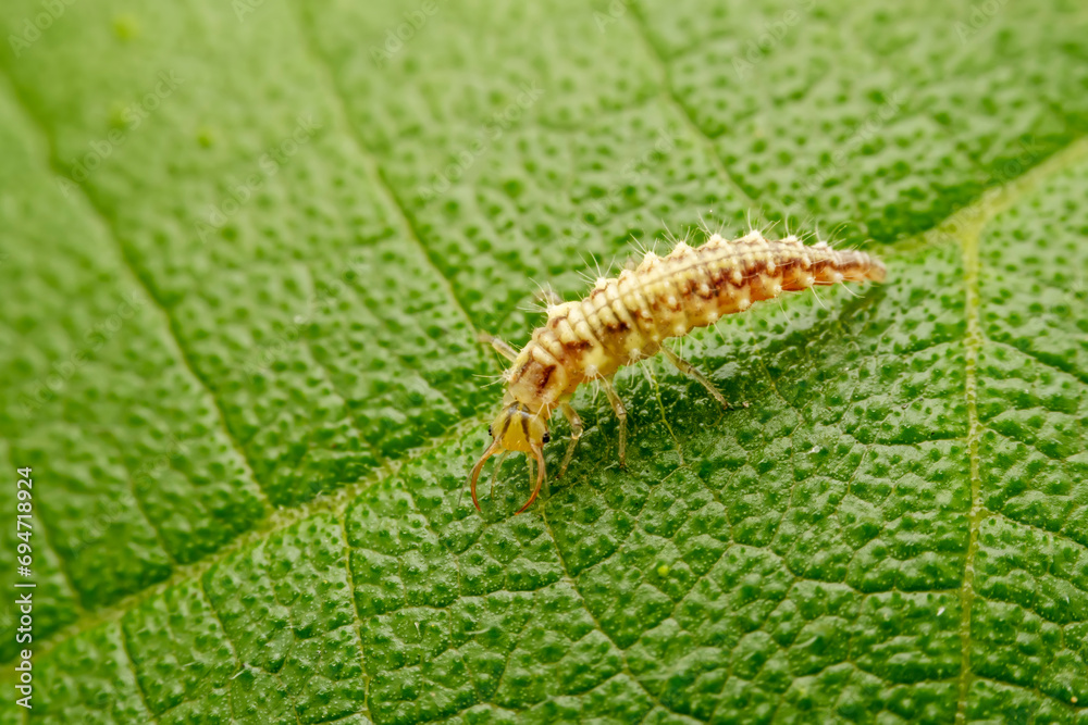 lacewing larvae inhabiting on the leaves of wild plants