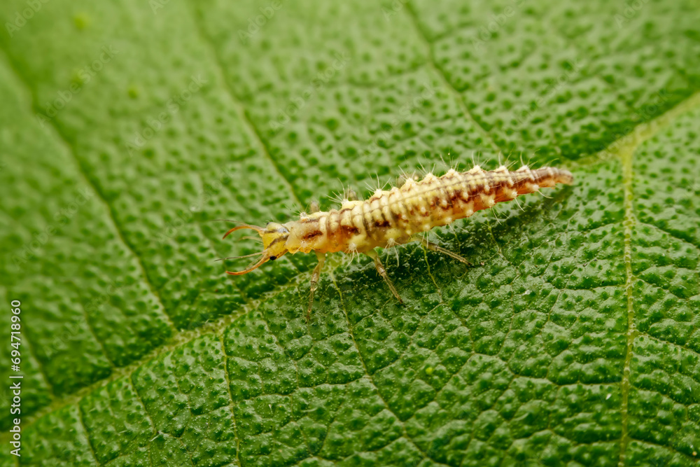 lacewing larvae inhabiting on the leaves of wild plants