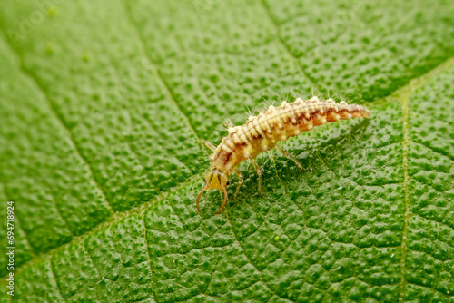 Obraz na płótnie lacewing larvae inhabiting on the leaves of wild plants w salonie