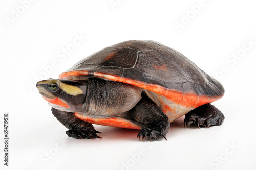 Red-bellied short-necked turtle // Rotbauch-Spitzkopfschildkröte (Emydura subglobosa) 