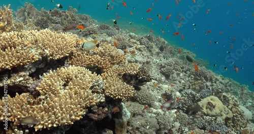 Wallpaper Mural Colorful corals cover a subaquatic hill surrounded by colored fish. Torontodigital.ca