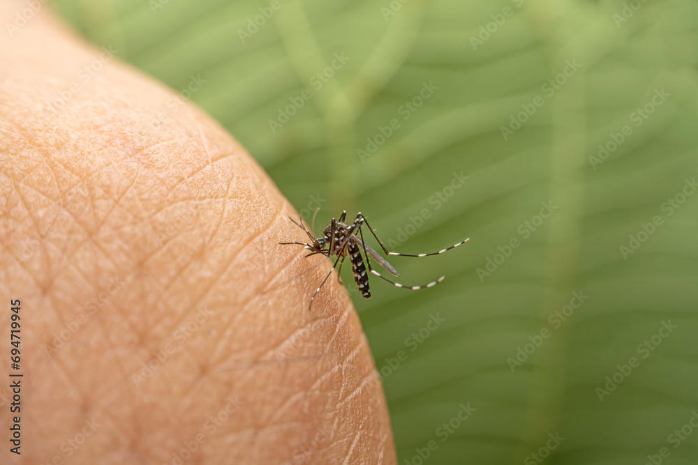 Aedes albopictus ingests human blood