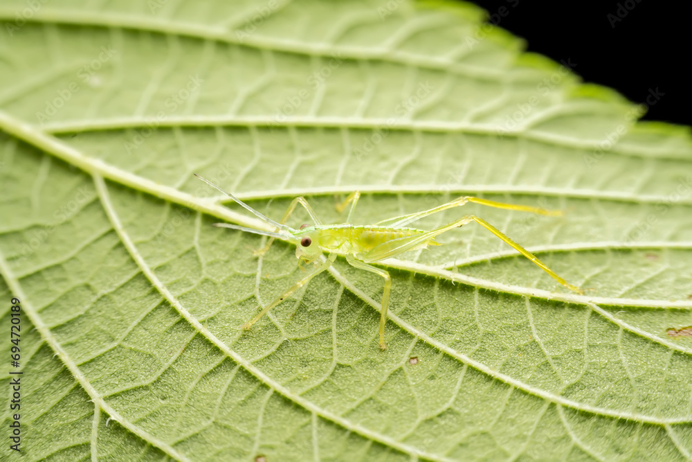 Fototapeta premium katydid in the wild state