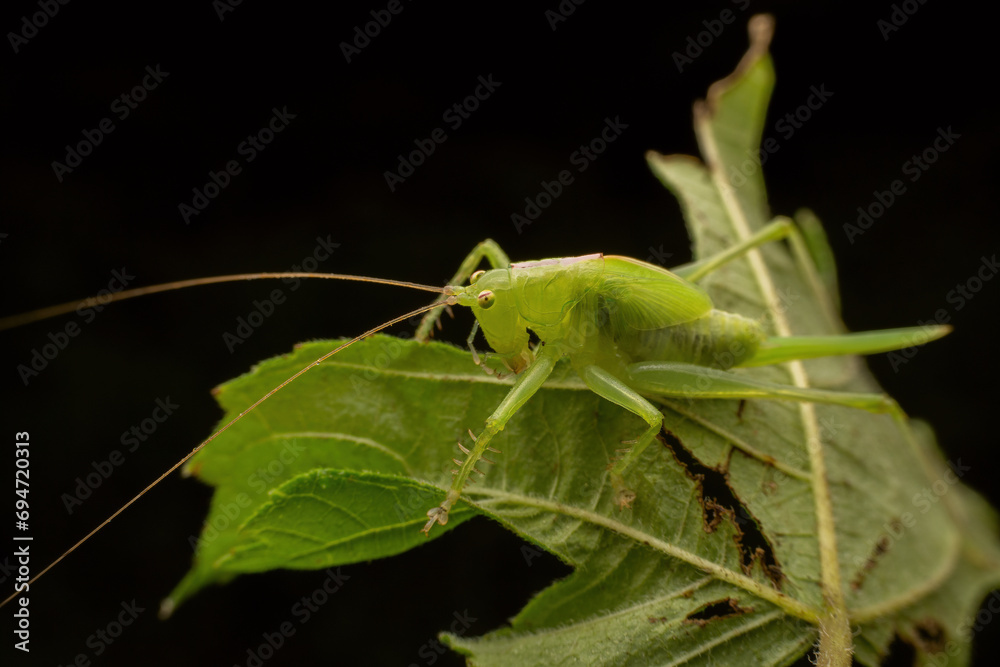 katydid in the wild state katydid in the wild state