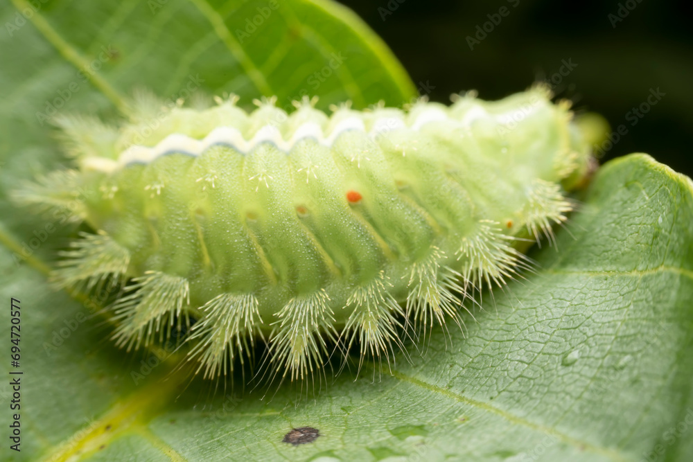 Naklejka premium Thosea sinensis Walker nymph in the wild state