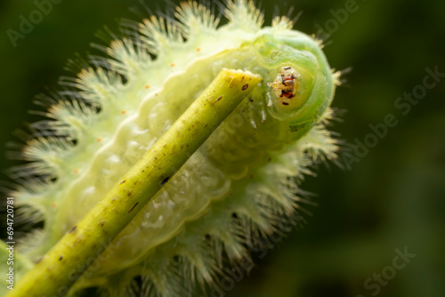 Thosea sinensis Walker nymph in the wild state photo