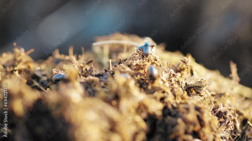 Young dung beetles take off on their first flight Young dung beetles take off on their first flight