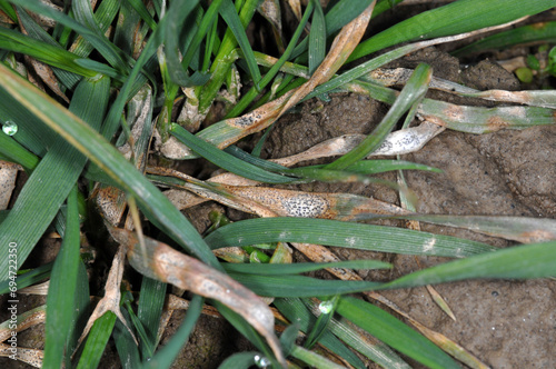 Septoria-Blattdürre,  Septoria tritici,  Weizen, früher Blattbefall, Feldausschnitt photo