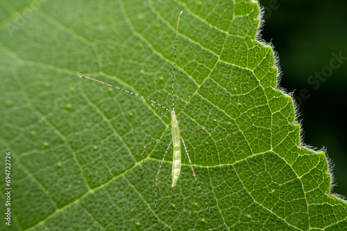 stinkbug in the wild state